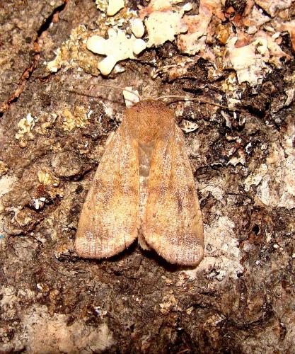 Réf. 61 219 : Noctua interjecta