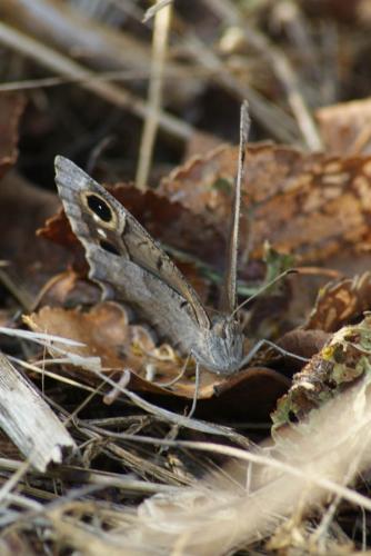 Réf. 61 036 : Hipparchia statilinus