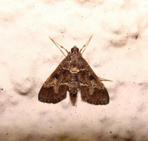 Réf. 61 888 : Duponchelia fovealis