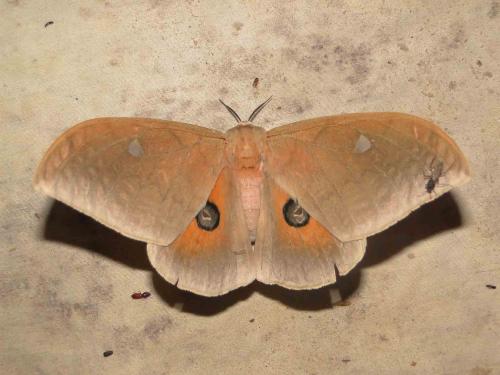 Réf. 61 464 : Pseudobunaea epithyrena