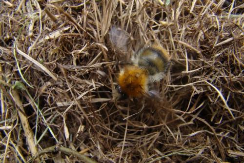 Bombus pascuorum