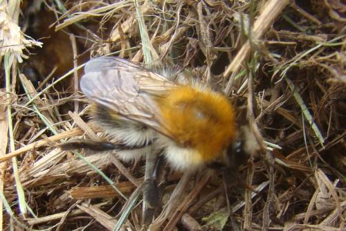 Bombus pascuorum