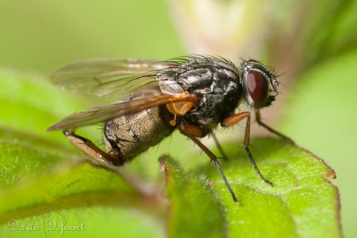 Phaonia angelicae