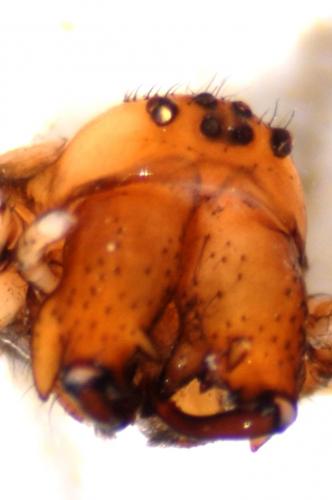 Enoplognatha mordax