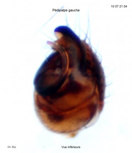 Parasteatoda tepidariorum