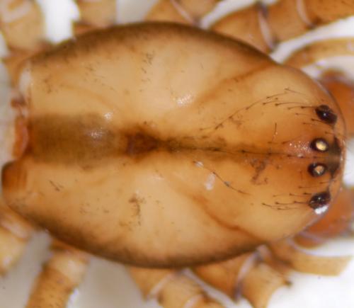 Enoplognatha mordax