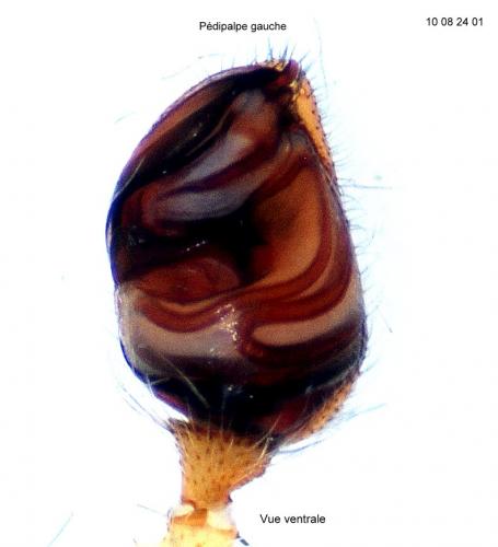 Réf. 61 886 : Episinus maculipes