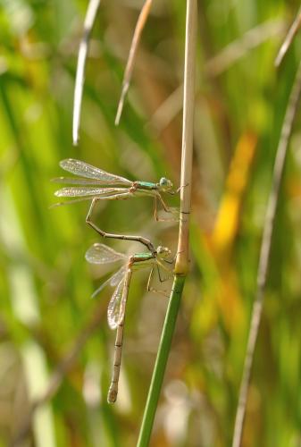 Lestes barbarus