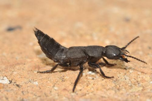 Ocypus olens