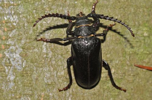 Prionus coriarius