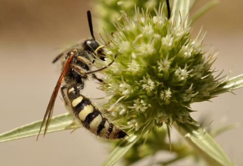 Colpa sexmaculata
