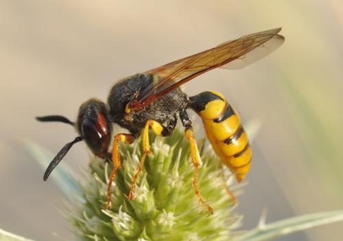 Réf. 61 861 : Philanthus triangulum