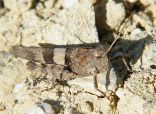 Oedipoda sp.