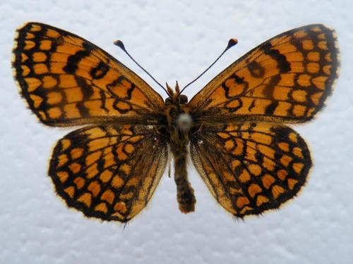 Melitaea deione