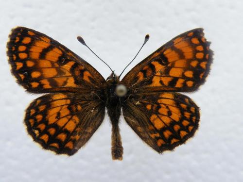 Melitaea athalia celadussa