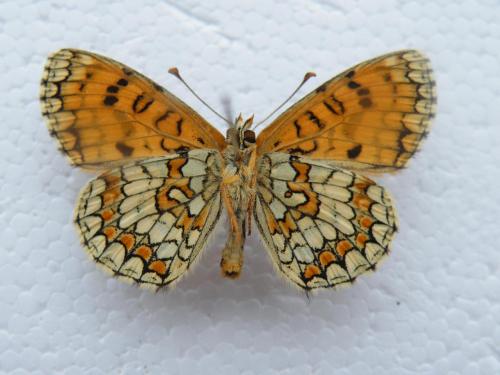 Melitaea deione