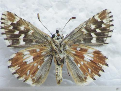 Pyrgus sp.