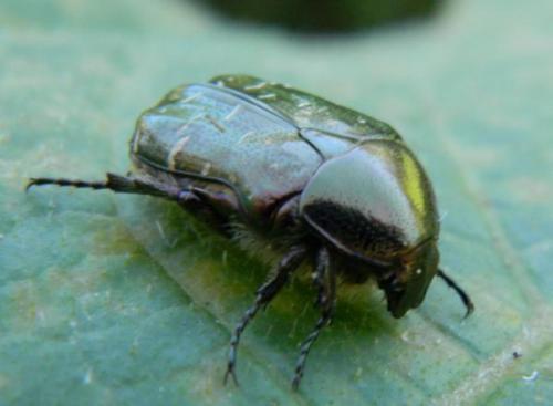 Cetonia aurata aurata