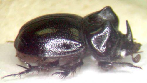 Réf. 61 006 : Orphnus macleayi