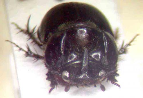 Réf. 61 007 : Orphnus macleayi