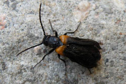 Réf. 61 710 : Sitaris muralis