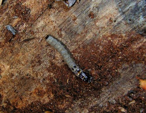Temnoscheila caerulea
