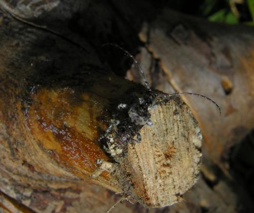 Pogonocherus perroudi