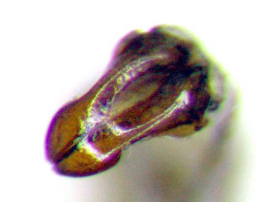Orphnus macleayi