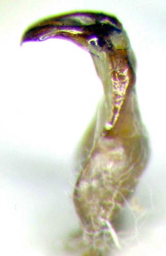 Orphnus macleayi