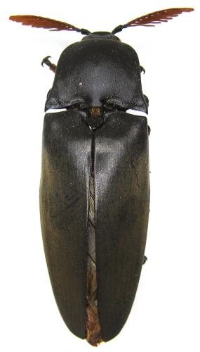 Tetralobus sp.