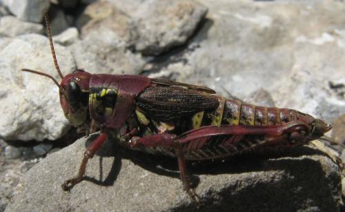 Bohemanella frigida frigida