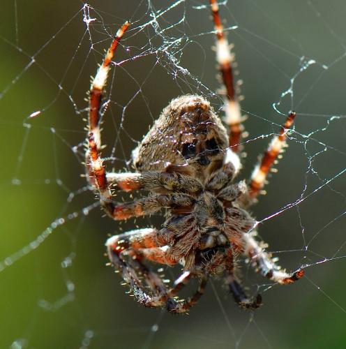 Araneus angulatus
