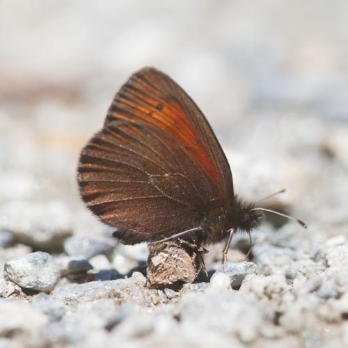 Erebia mnestra