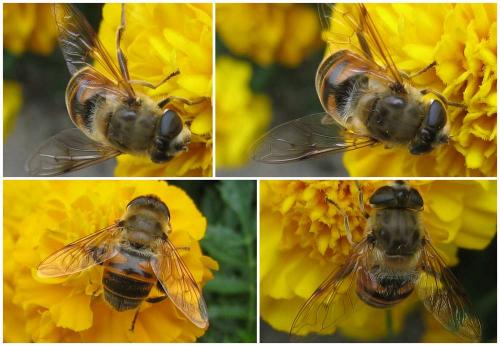 Eristalis tenax