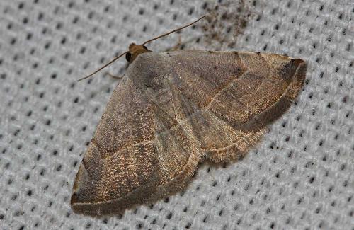 Eublemma polygramma