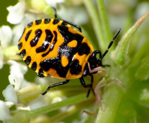 Réf. 61 084 : Eurydema dominulus