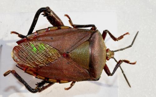 Eusthenes sp.