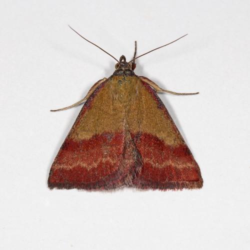 Phytometra viridaria