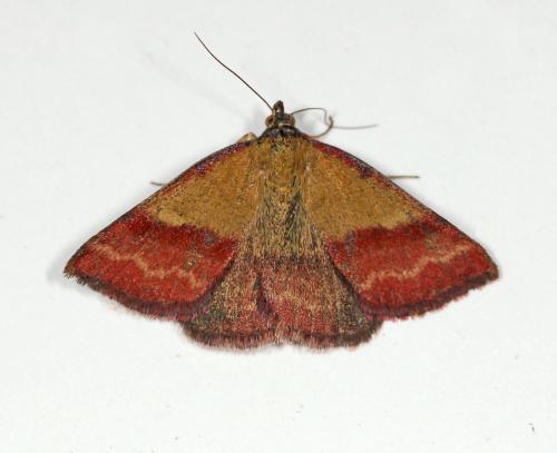 Réf. 61 708 : Phytometra viridaria