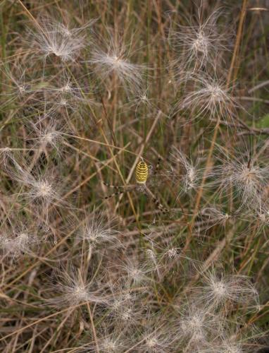 Argiope bruennichi