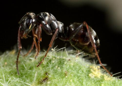 Formica fusca