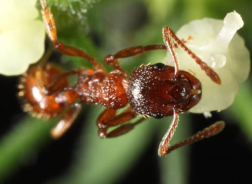 Réf. 61 114 : Myrmica sp.