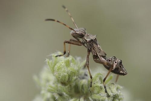 Camptopus lateralis