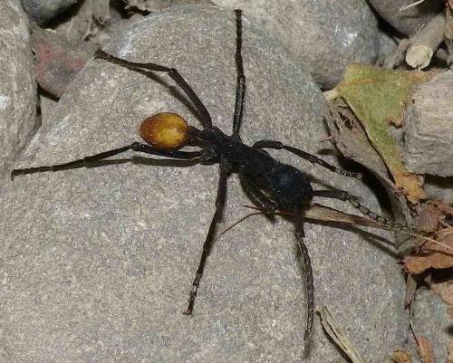 Eciton sp.