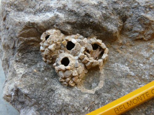 Katamenes arbustorum