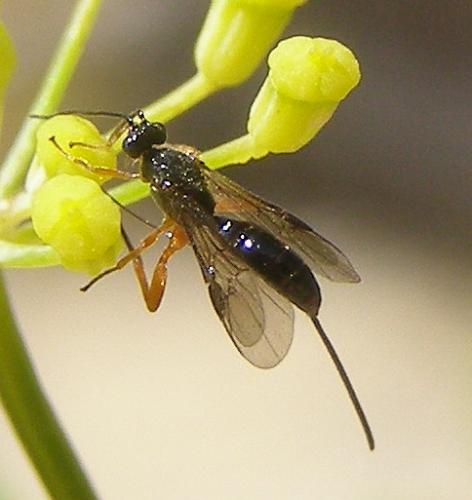 Réf. 61 128 : Agathidinae inconnu