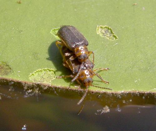 Galerucella nymphaeae