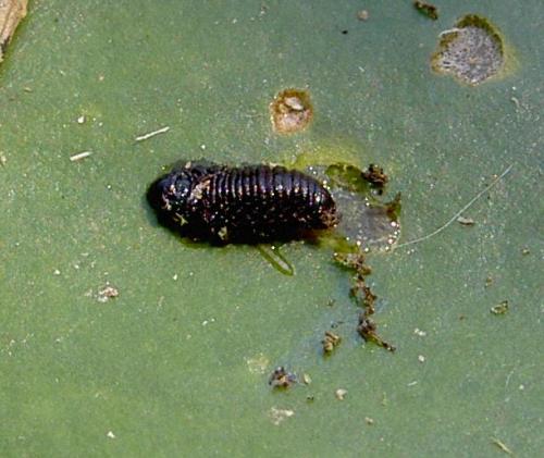 Galerucella nymphaeae