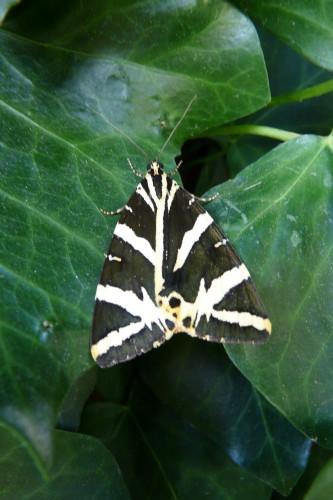 Euplagia quadripunctaria