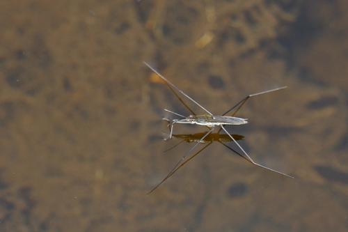 Gerris sp.